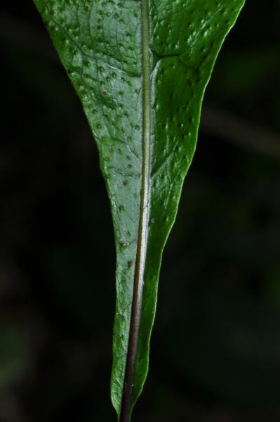 Base of lamina