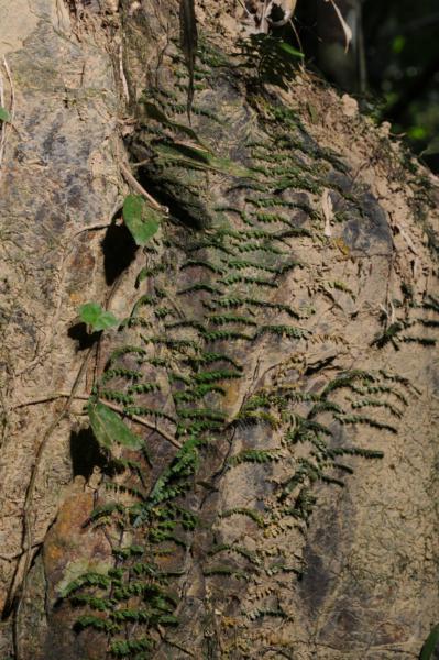 Climbing young plant