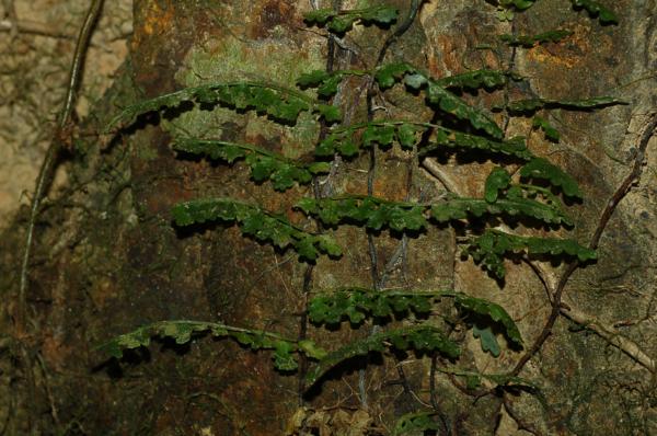 Bathyphylls (young sterile fronds)