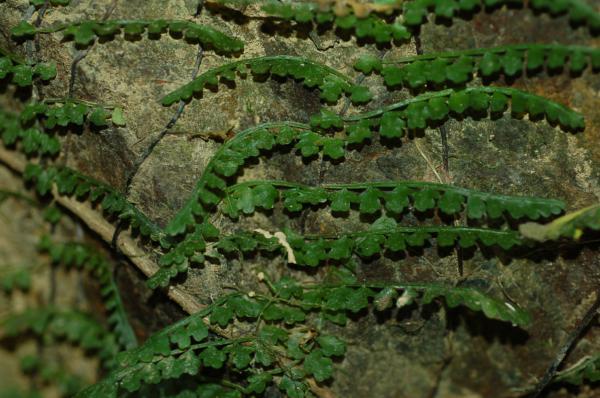 Bathyphylls (young sterile fronds)