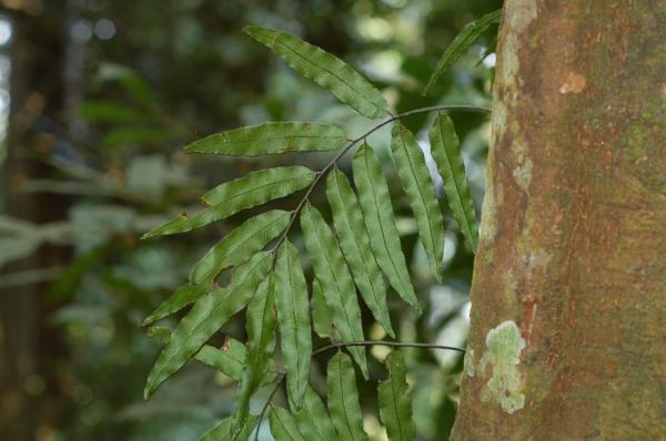 Acrophyll (mature sterile frond)