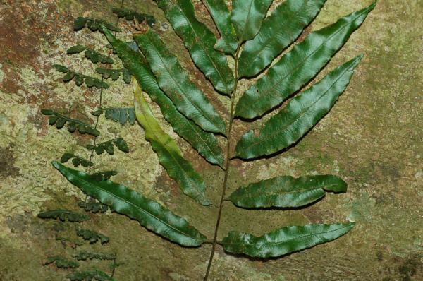 Bathyphylls and acrophyll