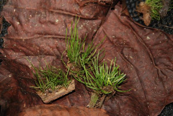 Whole plants
