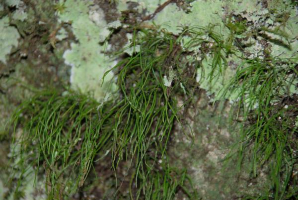 Habit