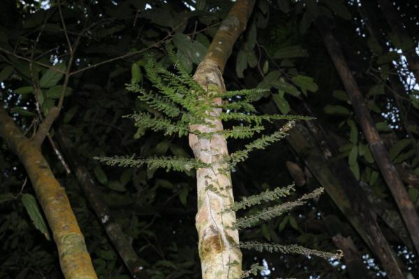 Habit on tree trunk