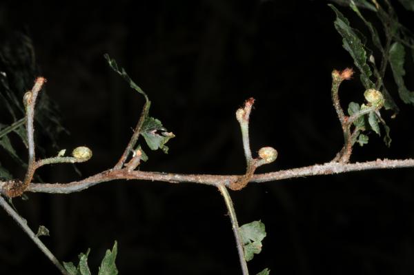 Rhizome