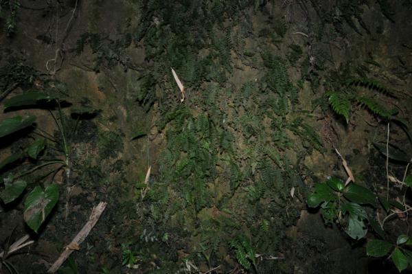 Habit on rocks