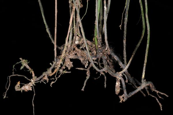 Rhizome