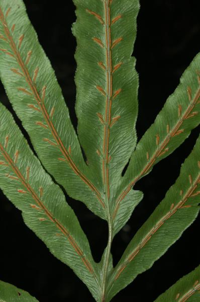 Apex of frond