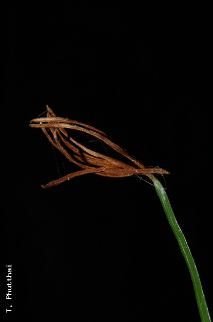Older fertile part of frond