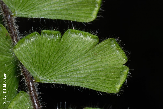 Lower surface of pinnae with young sori