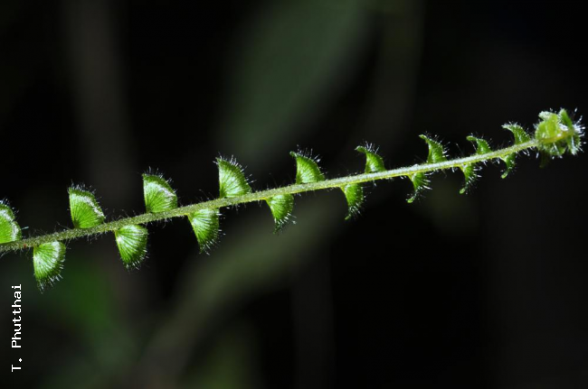 Young frond