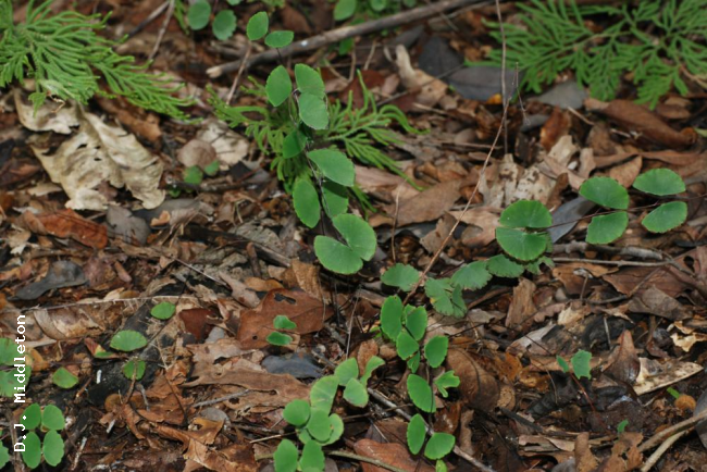 Habit