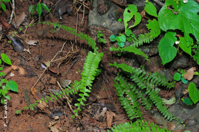 Habit
