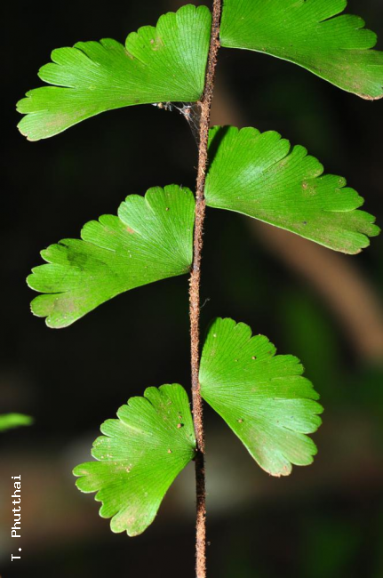 Upper surface of lamina