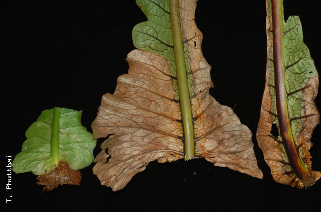Frond bases of various ages