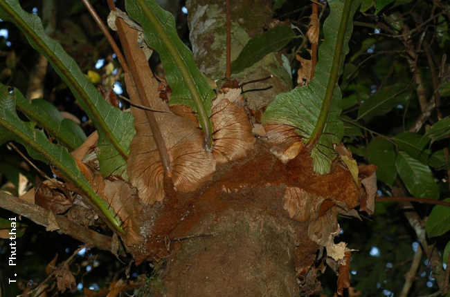 Frond bases