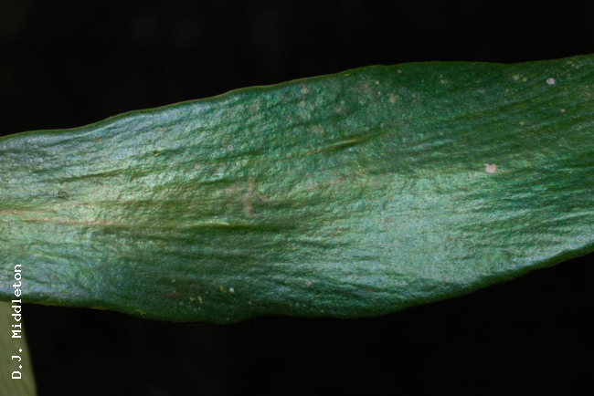 Upper surface of frond
