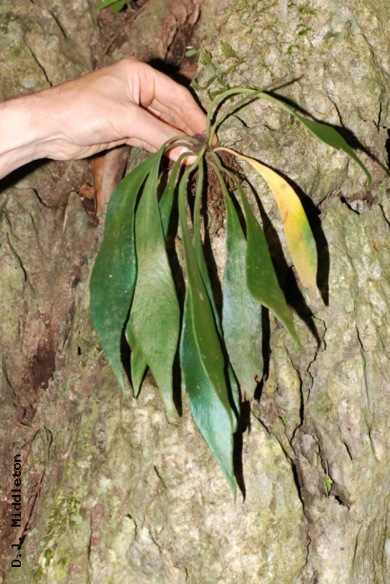 Whole plant from above