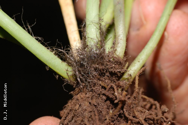 Rhizome