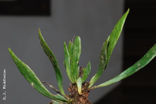 Whole plant