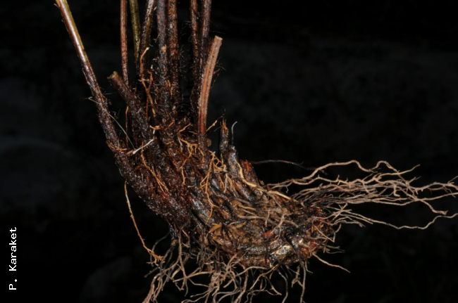 Rhizome