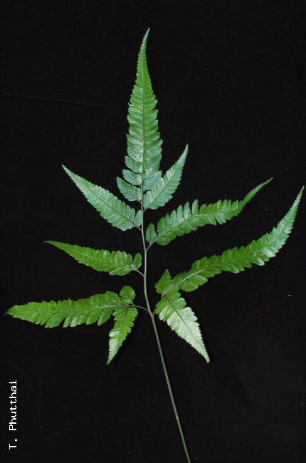 Frond