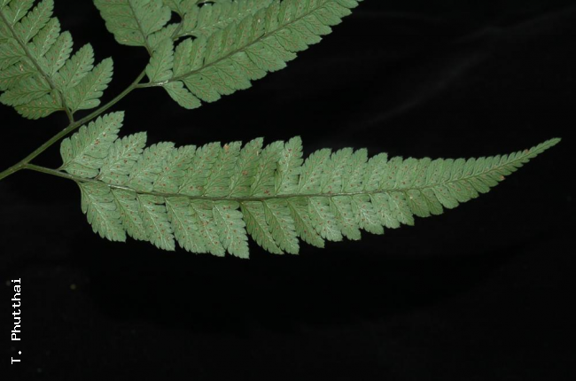 Upper lateral pinna