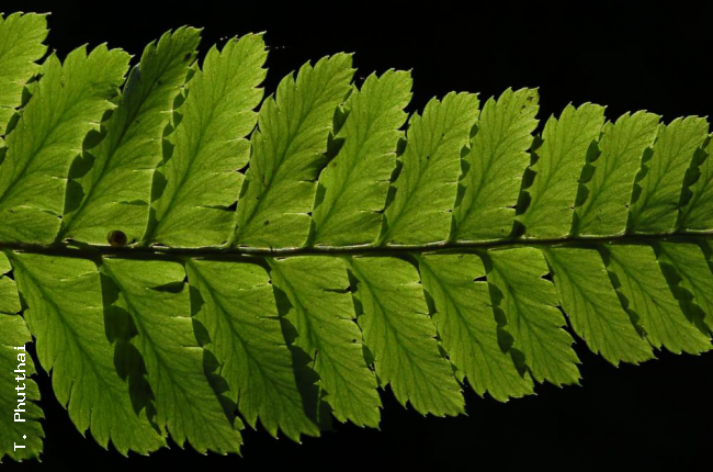 Venation