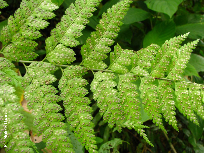 Lower surface of frond