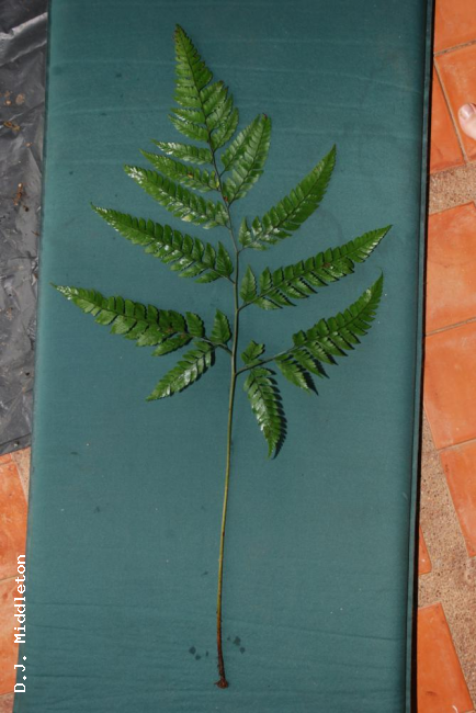Whole frond