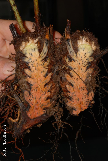 Transverse section through rhizome