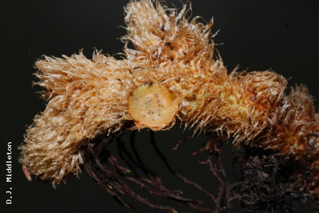 Rhizome and scales