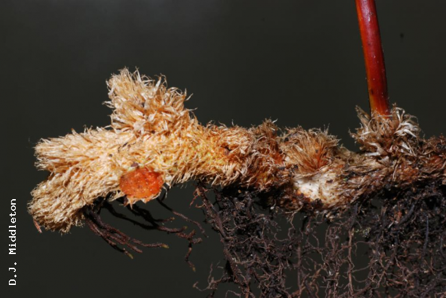 Rhizome