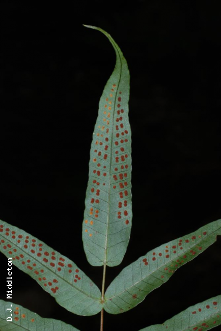 Terminal pinna