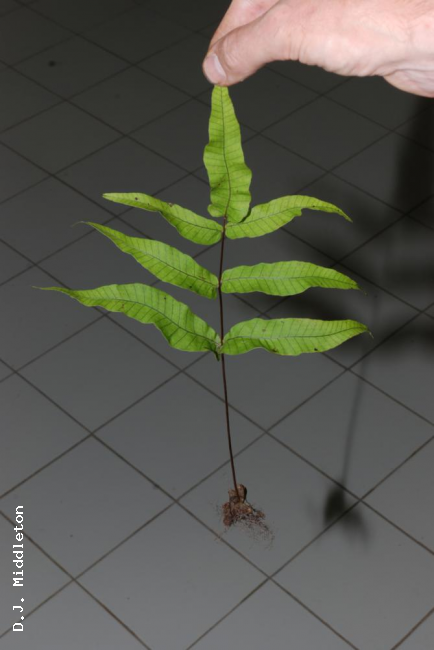 Frond