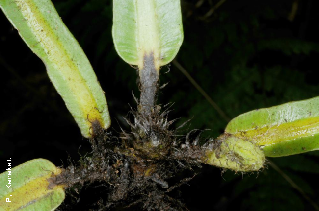 Base of lamina, stipe and rhizome