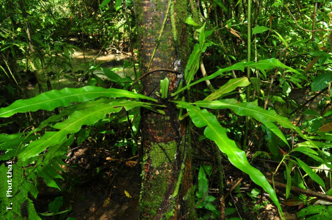Habit