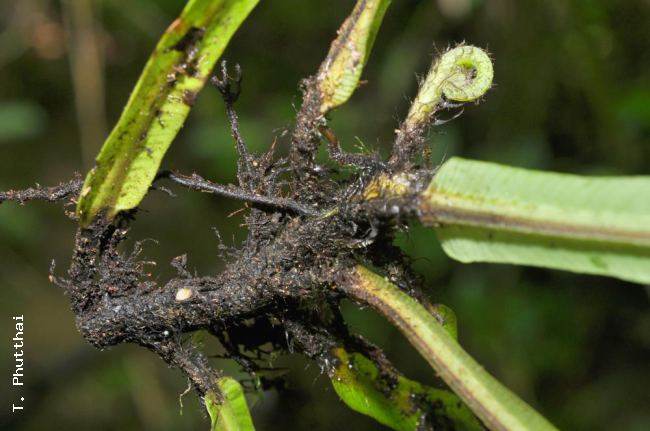 Creeping rhizome