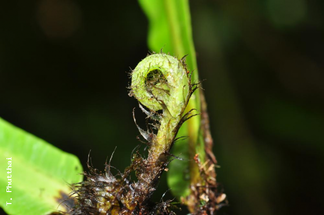 Crozier
