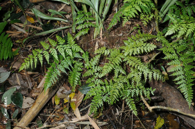 Habit - plant was epiphytic and growing together with a Microsorum but has fallen from tree