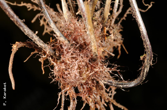 Rhizome