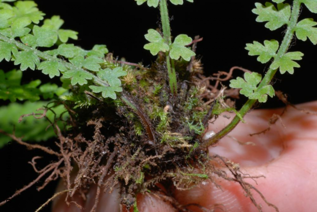 Rhizome, stipes and basal pinnae
