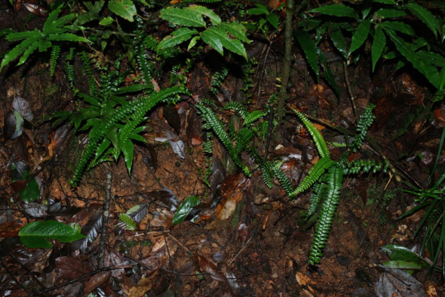 Habit