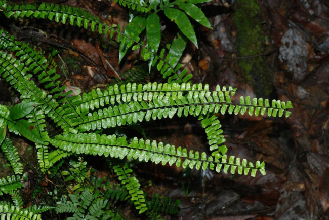 Fronds