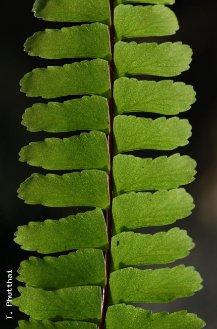 Upper surface of frond