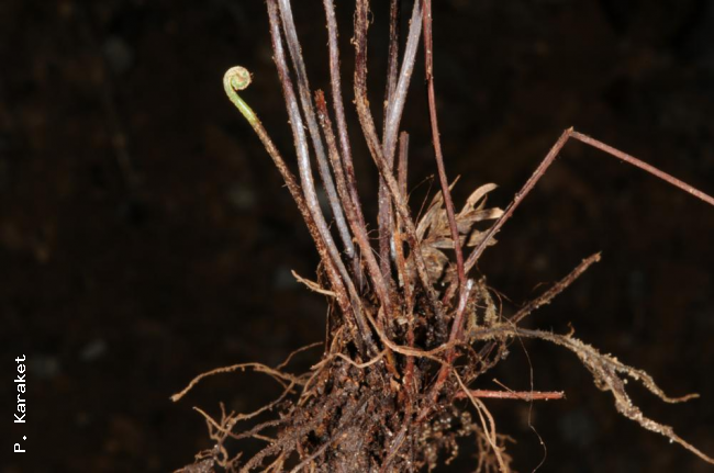 Rhizome, crozier and stipe bases