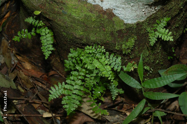 Juvenile plants