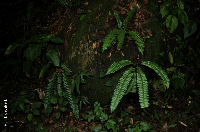 Habit