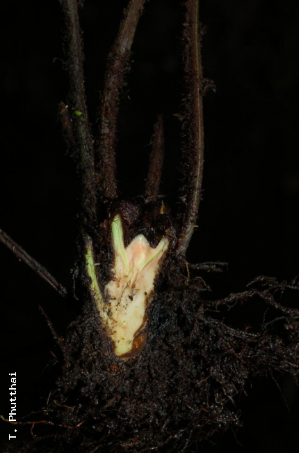 Transverse section through rhizome